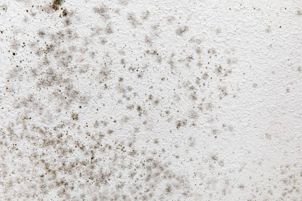 Best HVAC Mold Inspection and Cleaning  in Corvallis, MT